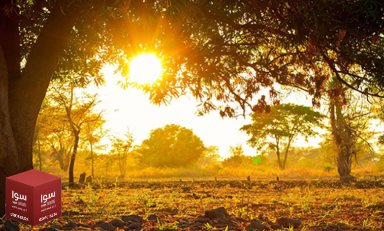 ارتفاع تدريجي في الحرارة وأجواء تميل للحر مع غبار منتصف الأسبوع
