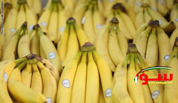 من علاج فقر الدم إلى محاربة الاكتئاب..7 أسباب لتناول الموز يومياً | موقع سوا من علاج فقر الدم إلى محاربة الاكتئاب..7 أسباب لتناول الموز يومياً | موقع سوا