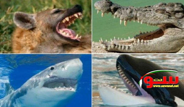 تعرف على الحيوان صاحب أقوى فك مفترس في العالم | موقع سوا تعرف على الحيوان صاحب أقوى فك مفترس في العالم | موقع سوا