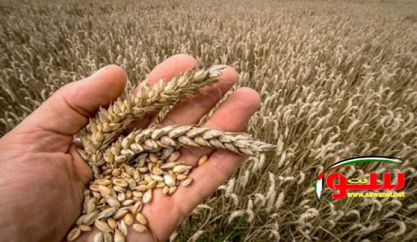 عزوف موردي القمح العالميين عن مناقصات مصر | موقع سوا عزوف موردي القمح العالميين عن مناقصات مصر | موقع سوا