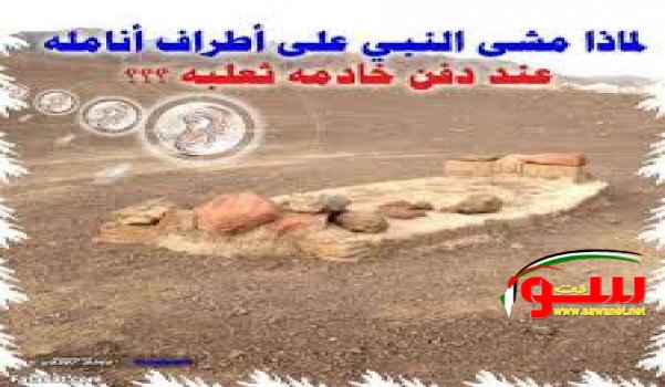 لماذا مشى النبي على أطراف أنامله عند دفن خادمه ثعلبه ؟؟؟ | موقع سوا لماذا مشى النبي على أطراف أنامله عند دفن خادمه ثعلبه ؟؟؟ | موقع سوا