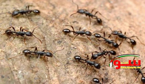  الطرق البسيطة التي تساعدك في التخلص من النمل الموجود في البيت | موقع سوا 