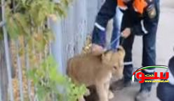شبل أسد يتسكع في شوارع مدينة أوفا الروسية! | موقع سوا شبل أسد يتسكع في شوارع مدينة أوفا الروسية! | موقع سوا