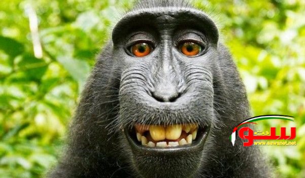 دعوى قضائية أمام المحاكم الأميركية.. باسم قرد | موقع سوا دعوى قضائية أمام المحاكم الأميركية.. باسم قرد | موقع سوا