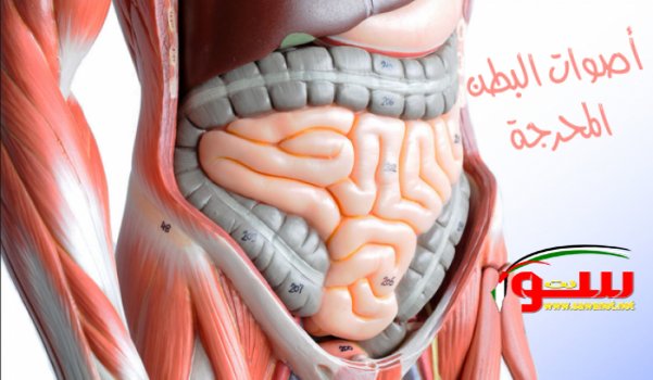  قرقرة البطن أو أصوات البطن المحرجة أسبابها وعلاجها | موقع سوا 