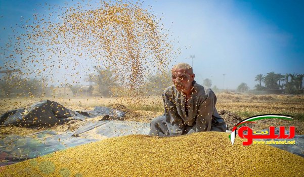  عجيب: مصر مؤهّلة لدخول عالم صناعة السيارات في المقابل ستشتري 240 ألف طن قمح | موقع سوا 