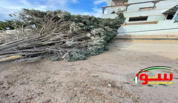 انقطاع التيار الكهربائي في باقة الغربية بعد سقوط الأشجار بفعل العواصف | موقع سوا انقطاع التيار الكهربائي في باقة الغربية بعد سقوط الأشجار بفعل العواصف | موقع سوا