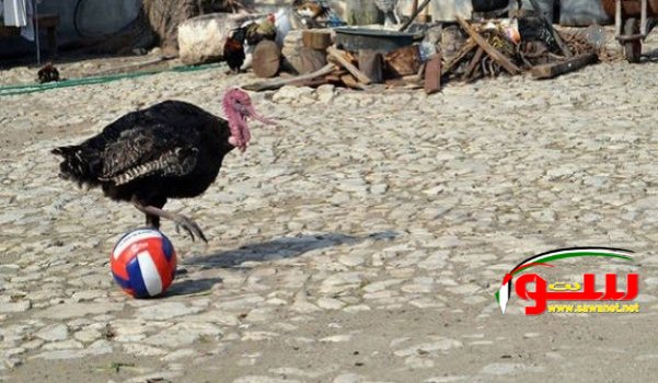 ديك رومي يلعب كرة القدم بمهارة في تركيا | موقع سوا 