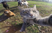  قط يلتقط صور ‘سيلفي‘ أفضل من البشر ! | موقع سوا 
