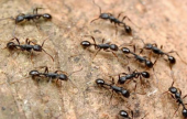  الطرق البسيطة التي تساعدك في التخلص من النمل الموجود في البيت | موقع سوا 