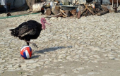 ديك رومي يلعب كرة القدم بمهارة في تركيا | موقع سوا 