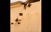 قرود تهاجم أحد المارس بالسعودية  | موقع سوا 