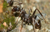 تم اكتشاف نملة عمرها 99 مليون سنة | موقع سوا 