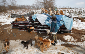  صور وفيديو : كورية تعيش مع 200 كلب وتعاملهم مثل اطفالها | موقع سوا 