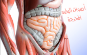  قرقرة البطن أو أصوات البطن المحرجة أسبابها وعلاجها | موقع سوا 