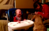 طفل رضيع يدخل في نوبة ضحك بسبب كلب | موقع سوا 