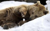 الدببة تستفيق مبكرا من سباتها غرب روسيا | موقع سوا 