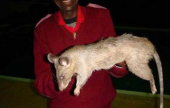 أكبر فأر في العالم يقتل طفلين في جنوب إفريقيا | موقع سوا 