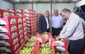 تصدير أول شحنة جوافة إلى الأردن | موقع سوا 