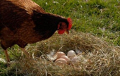 اكتشاف بيضة دجاجة يبلغ عمرها ألفي عام | موقع سوا 