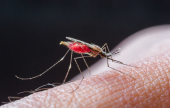 الملاريا Malaria | موقع سوا 