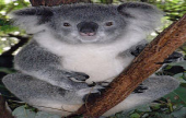 أستراليا تعزز إنفاقها على حماية حيوانات الكوالا | موقع سوا 