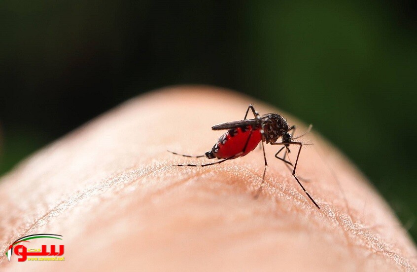 هل يمكن أن تنتشر حمى الشيكونغونيا في روسيا؟ بعد تسجيل إصابة مستوردة..