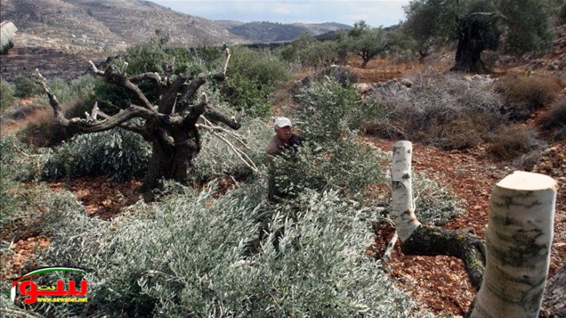 مستوطنون يقطعون 300 زيتونة من سهل ترمسعيا شمال رام الله