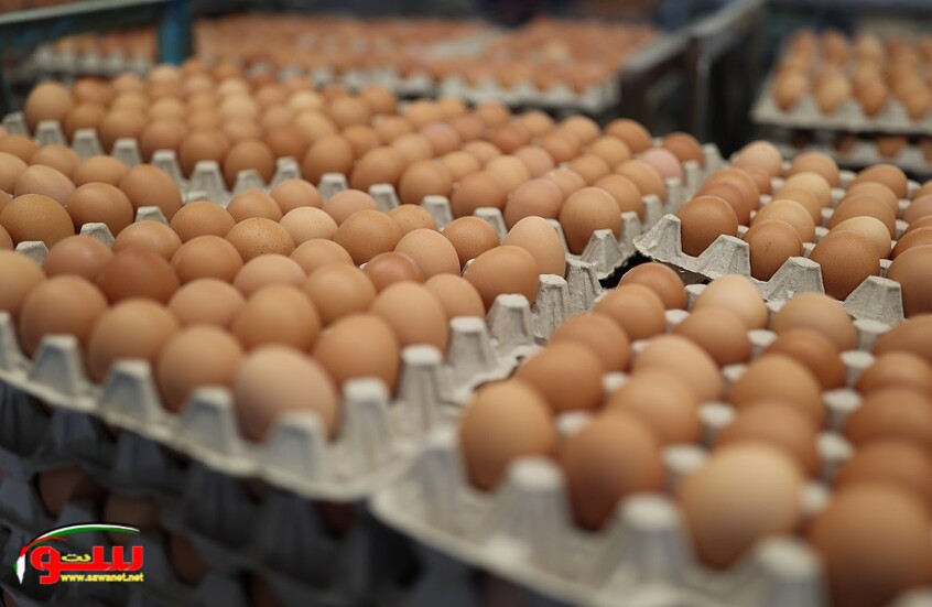 روسيا ضمن أكبر 10 دول منتجة للبيض في العالم